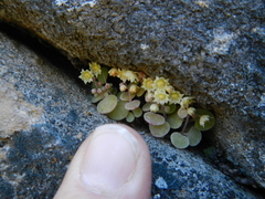 Crassula nemorosa