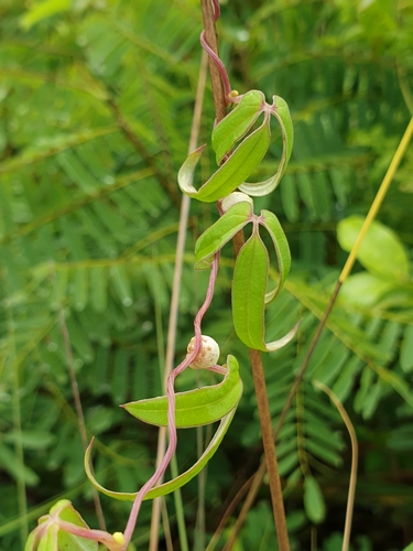Dioscorea bemarivensis