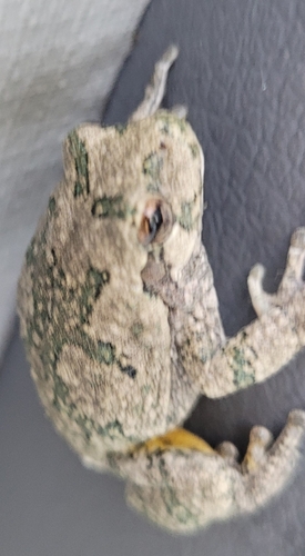Gray Treefrog photographed in North Dakota