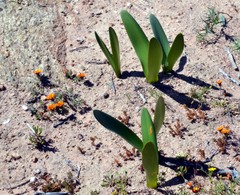 Haemanthus amarylloides polyanthus