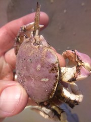 Pseudocorystes sicarius