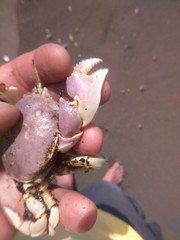 Pseudocorystes sicarius