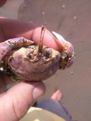 Pseudocorystes sicarius