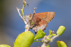 Callophrys henrici