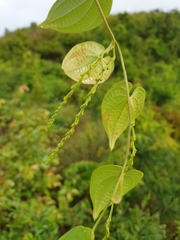 Dioscorea maciba image