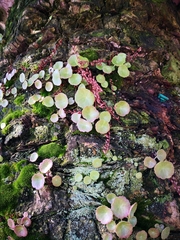 Umbilicus rupestris