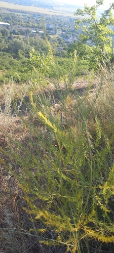 wild asparagus
