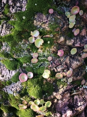 Umbilicus rupestris