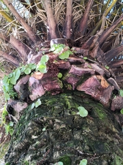 Umbilicus rupestris