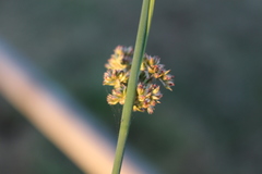 Juncus australis