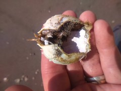 Pseudocorystes sicarius