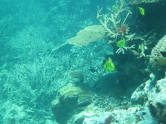 Chaetodon plebeius