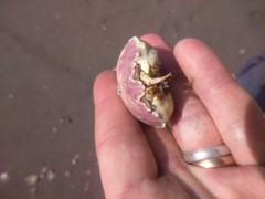 Pseudocorystes sicarius