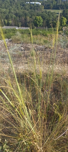 Dwarf Feather Grass