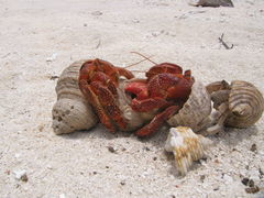 Coenobita perlatus