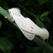 Water Ermine - Photo (c) Татьяна, some rights reserved (CC BY-NC), uploaded by Татьяна
