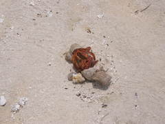 Coenobita perlatus