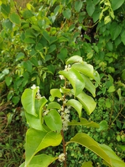 Dichapetalum