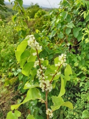 Dichapetalum