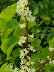 Dichapetalum