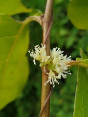 Dichapetalum