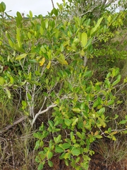 Gardenia rutenbergiana image