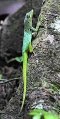 Anolis roquet