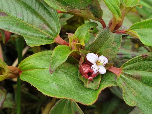 Tristemma mauritianum