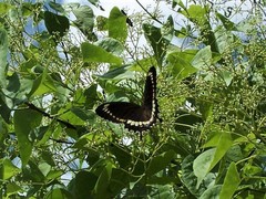 Papilio fuscus canopus