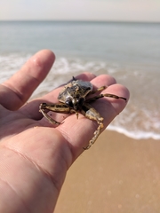 Lethocerus cordofanus