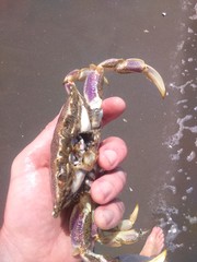 Ovalipes trimaculatus