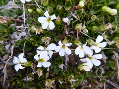 Lobelia glaberrima