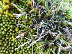 Rytidosperma australe