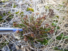 Luzula pumila