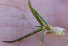 Rytidosperma australe