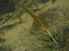 Aciphylla colensoi