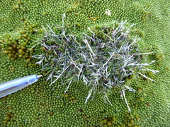 Rytidosperma australe