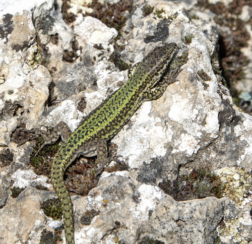 Andalusian wall lizard, photo 6 of 10