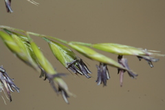 Festuca beckeri