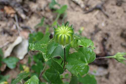 Abutilon grantii (Abutilon grantii)
