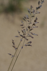 Festuca beckeri