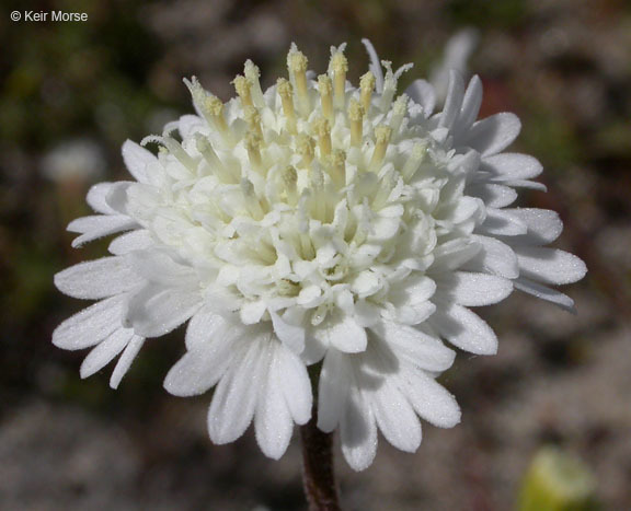 Pincushion Daisy