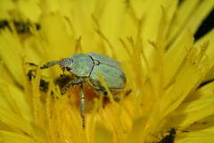 Hoplia parvula