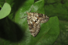 Thera variata