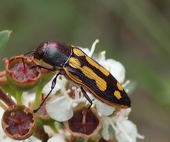 Castiarina xanthopilosa