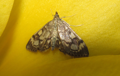 Anania coronata