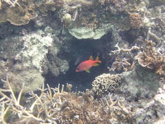 Sargocentron spiniferum