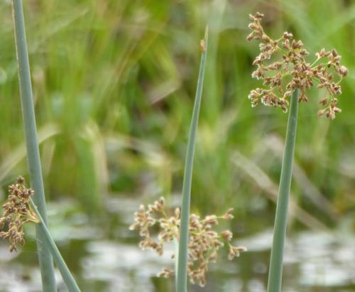 Schoenoplectus tabernaemontani image