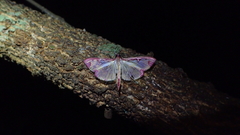 Cadarena pudoraria