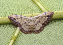 Idaea phaeocrossa